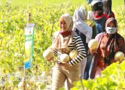 Wisata Agro Petik Melon di Desa Grogolan Dukuhseti Dibuka, Pengelola Terapkan Protokol Kesehatan