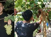 Anti Nganggur, Pemuda Sokopuluhan ini Seriusi Budidaya Tanaman Anggur