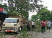 Angin Puting Beliung Terjang Wilayah Juwana, Banyak Pohon Tumbang serta Kerusakan Rumah Warga