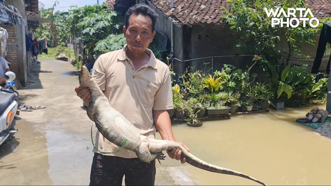 Banjir Meninggi Warga Ketitang Wetan Batangan Dikejutkan Kemunculan Biawak Wartaphoto Net