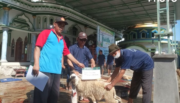 Puluhan Hewan Kurban Bantuan Baznas Disembelih di Masjid Baiturrahman Tawangharjo Wedarijaksa