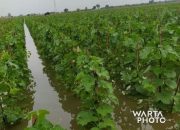 Lahan Persawahan Kebanjiran, Petani di Lereng Kendeng Terancam Gagal Panen